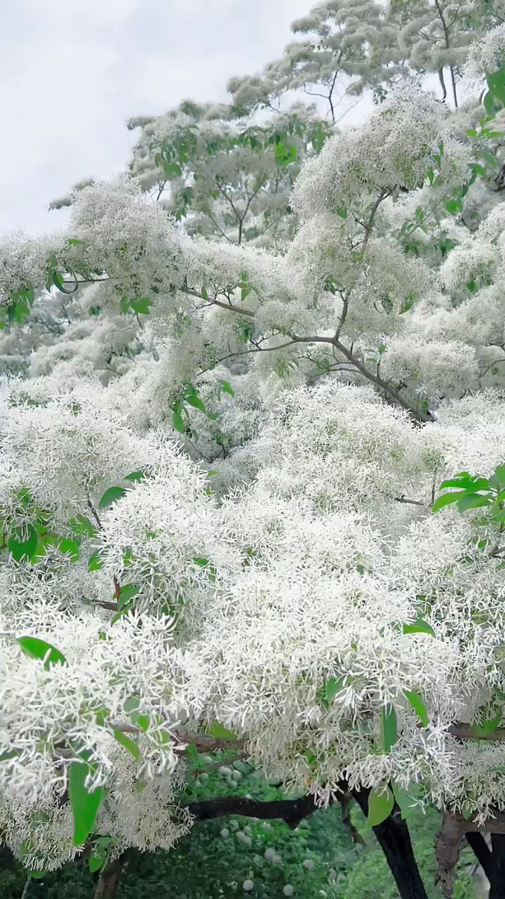流苏,每年四月开花,又称四月雪
