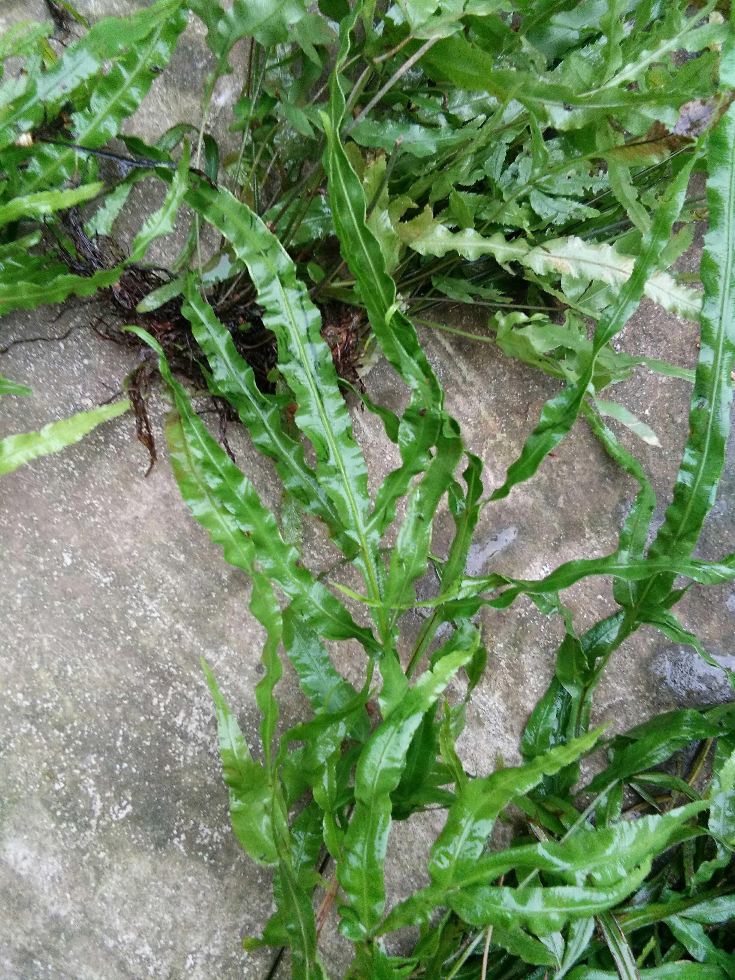 凤尾草的生长习性,作用及种植技术介绍