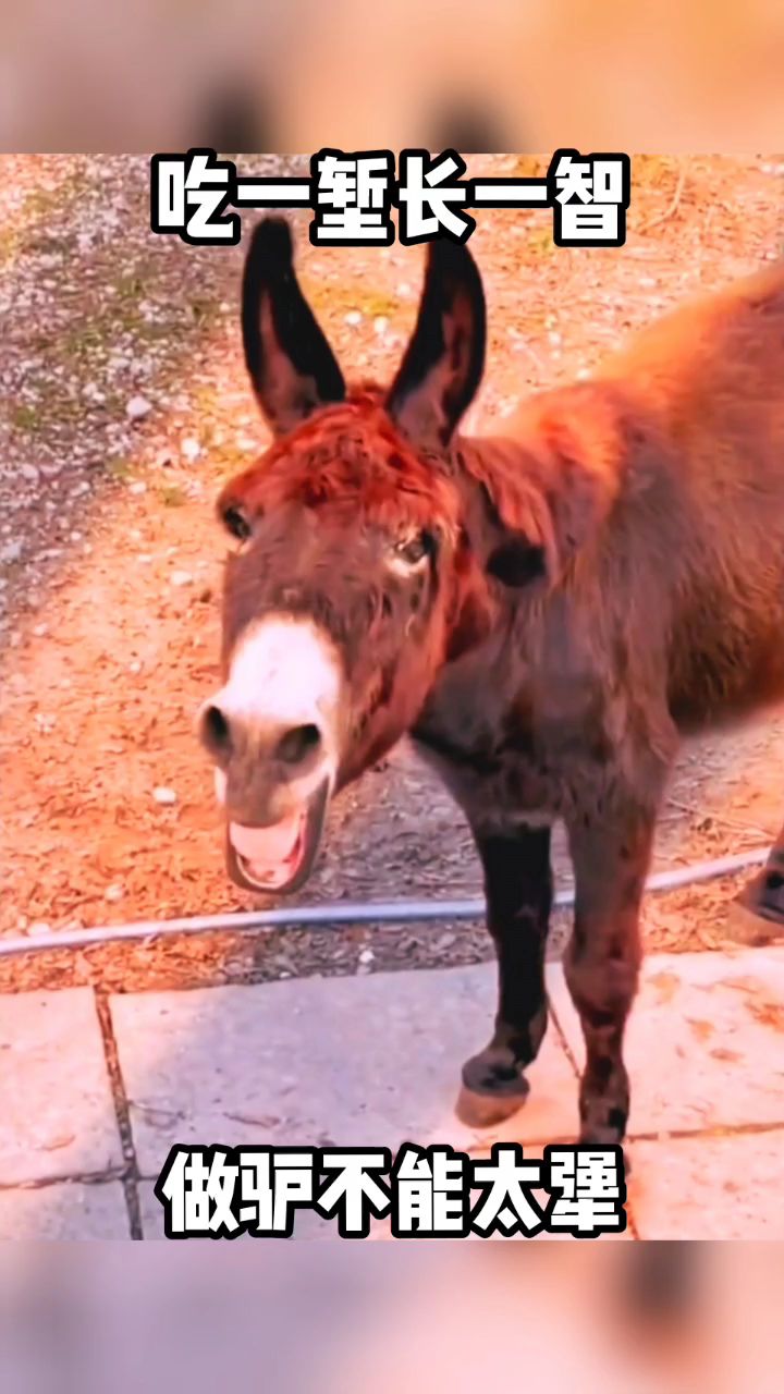做事得多动脑,不能当犟驴