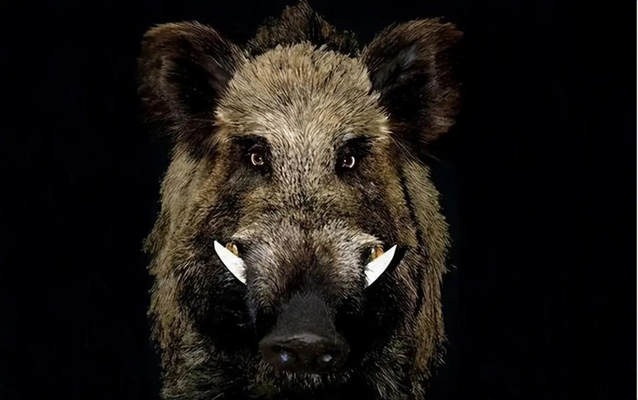 在得克萨斯州的某一个炎热的夏天,一群野猪竟然趁着夜黑风高,成群结队