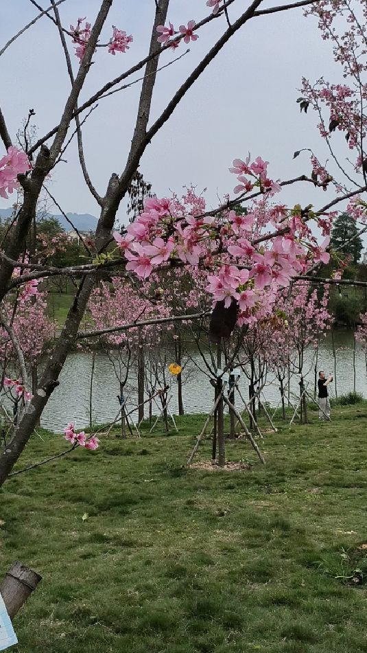 春游广东肇庆樱花林,并没有想象那么茂盛,或许是自己要求过高