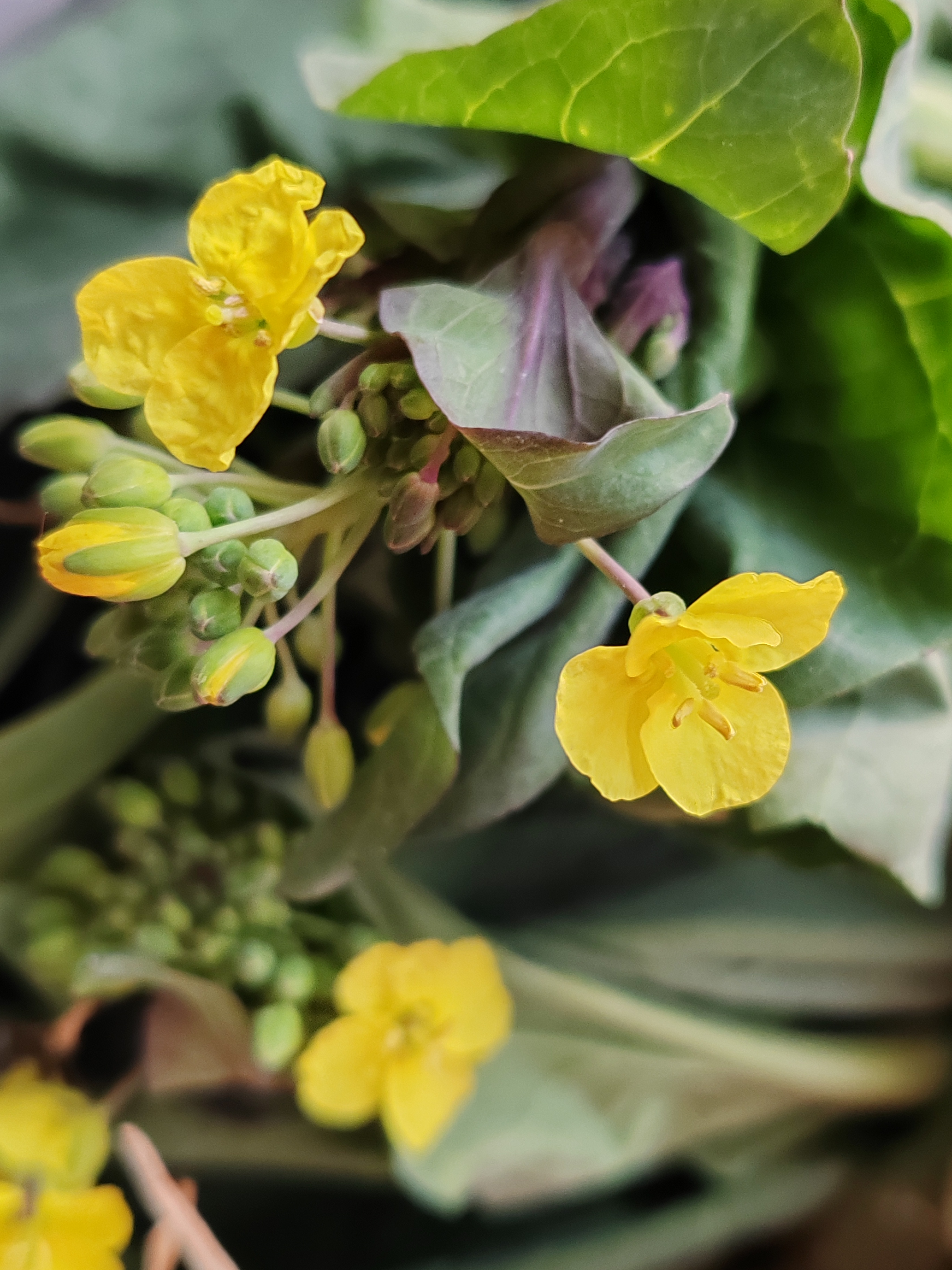 这真的是已经开花了呀,可以想象,现在这个季节,外面油菜花可能也开的