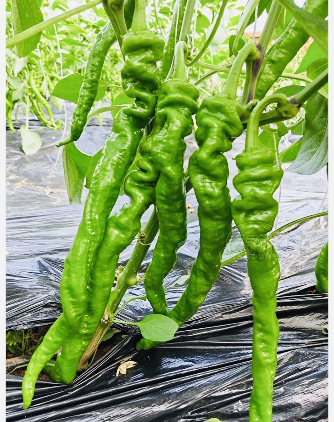 辣椒为什么会辣 辣椒为什么会辣