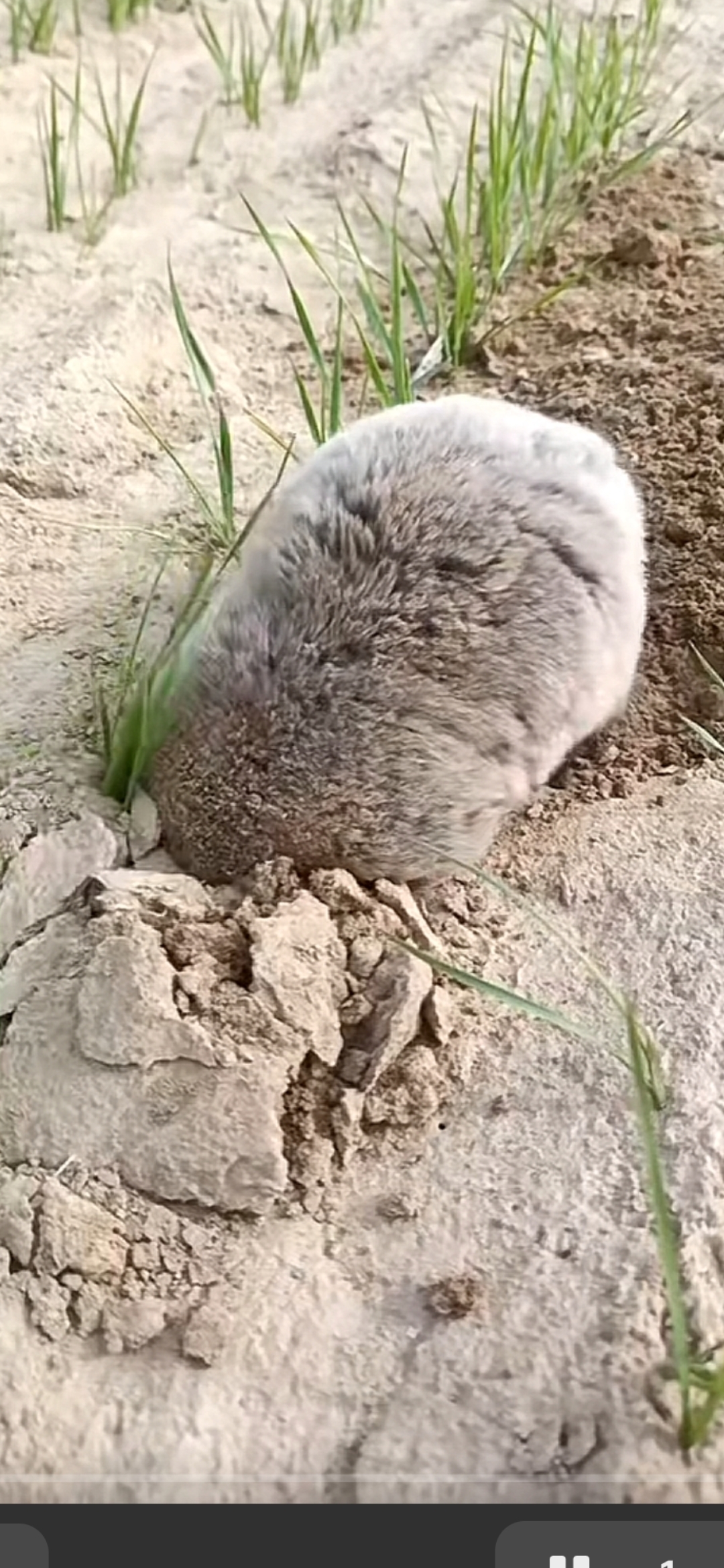 鼹鼠拱土的图片图片