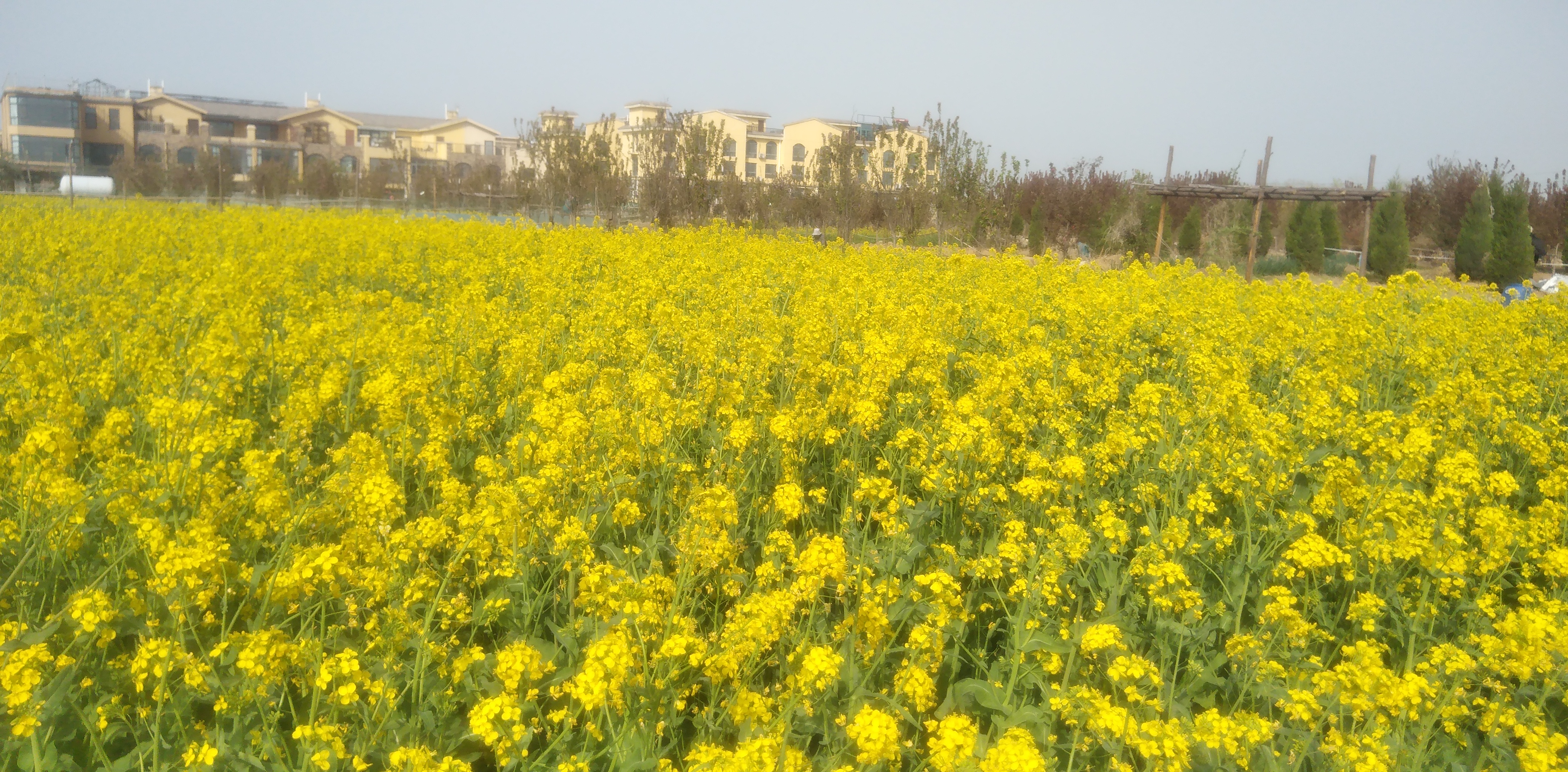 郑州赏花时# 郑州黄河岸边油菜花海 在郑州黄河岸边南月堤,这里周围