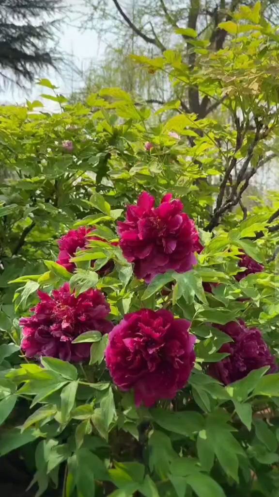 黑红丹并非是真的黑色,而是紫红偏黑色系.