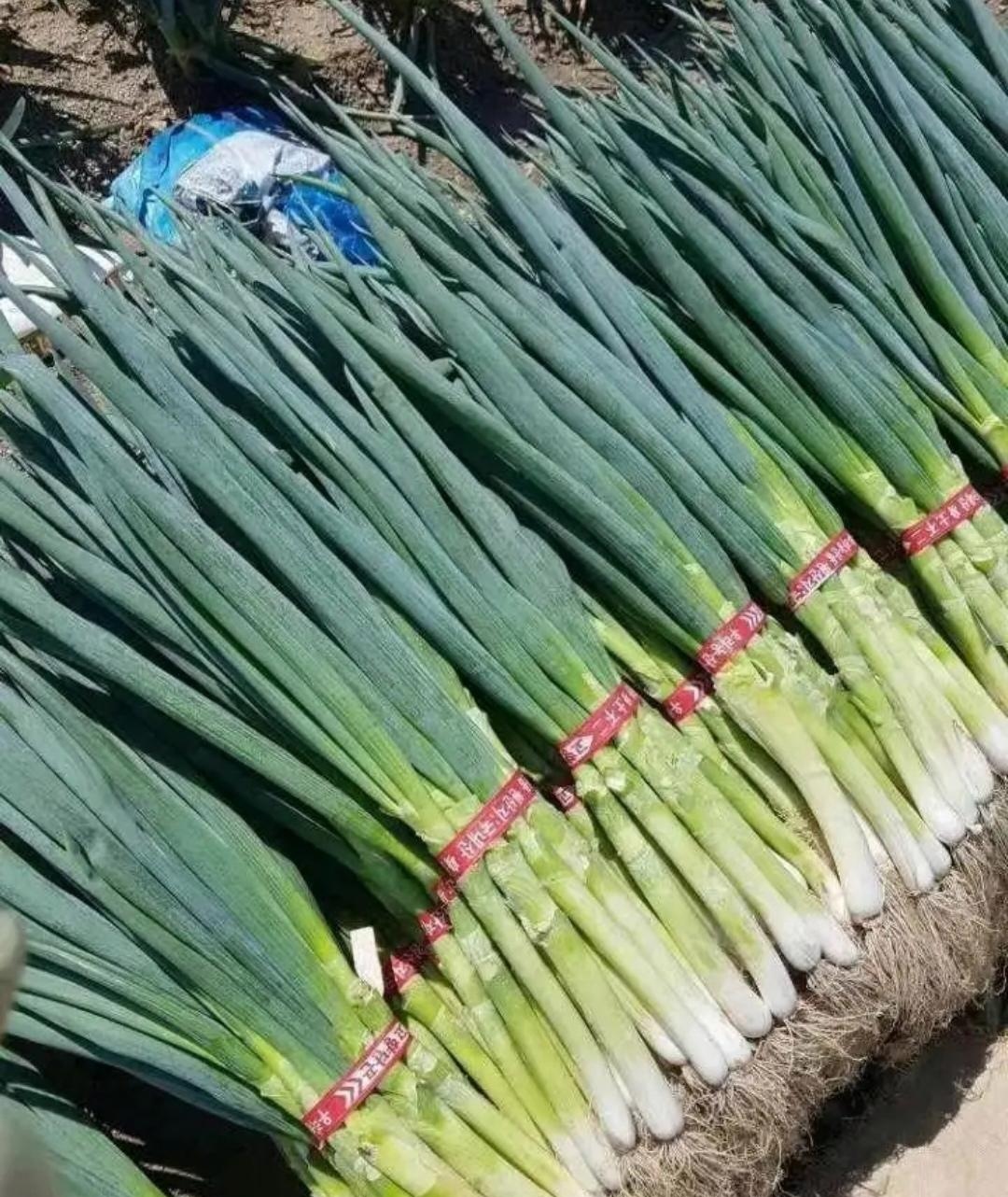 大头葱菜图片
