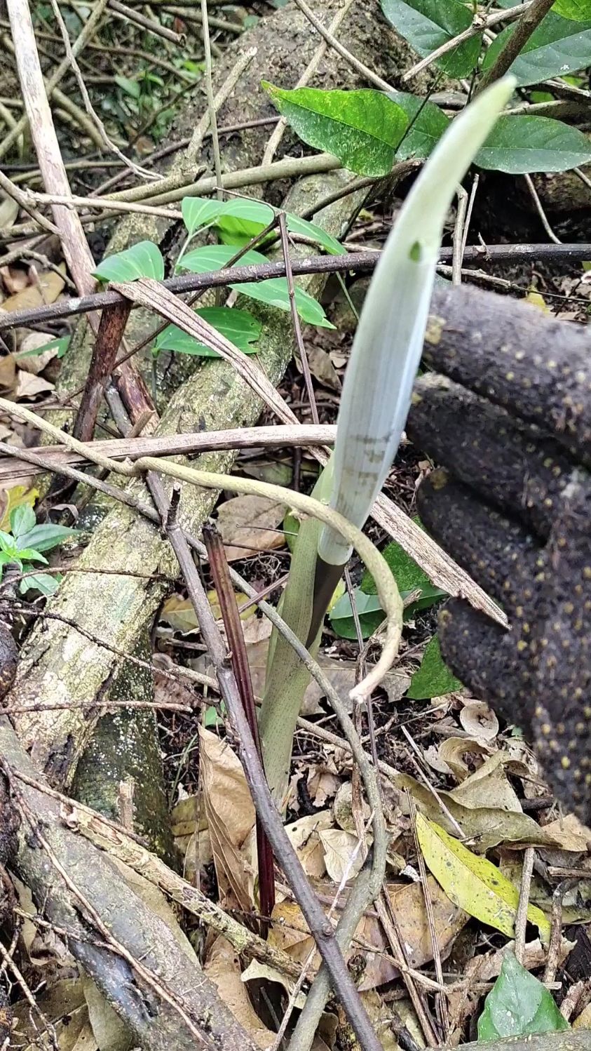 深山里的宝贝野生黄精