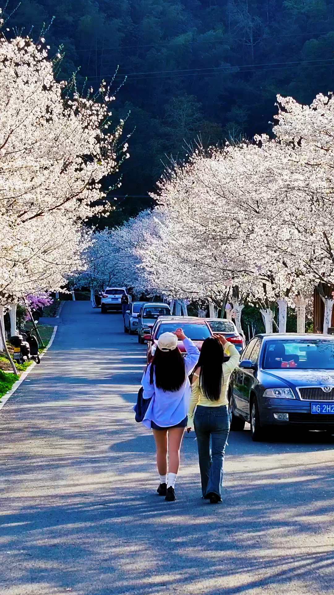 磐安樱花公园太漂亮了,仿佛置身于童话世界.