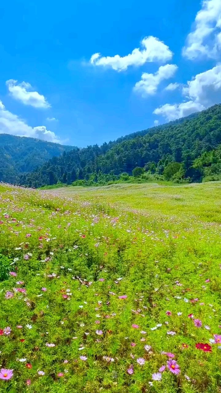 碧绿草原图片图片