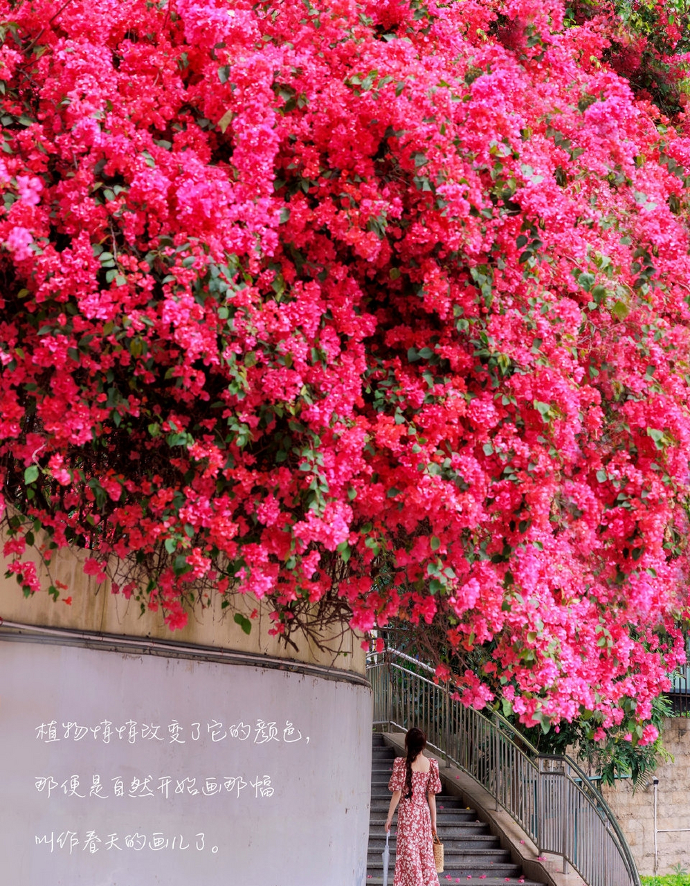 开在街角的三角梅,无人问津却独自灿烂.98