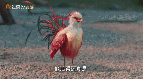 小凤凰的表情栩栩如生,是这部剧中最吸引人的特效之一,已经连续播放了