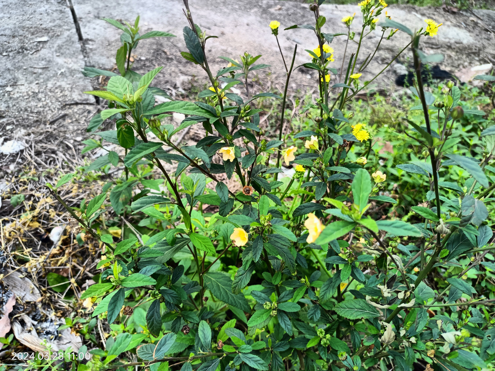 药用草药黄花仔图片图片