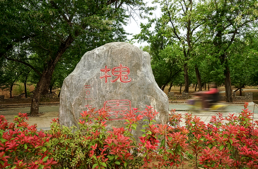 沈丘一日游最佳景点,中华槐园的生态奇迹