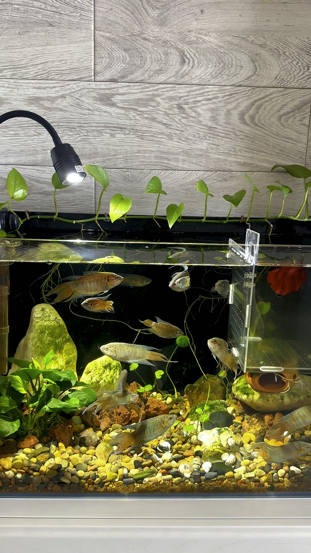 鱼缸水培绿箩这么种真的很美