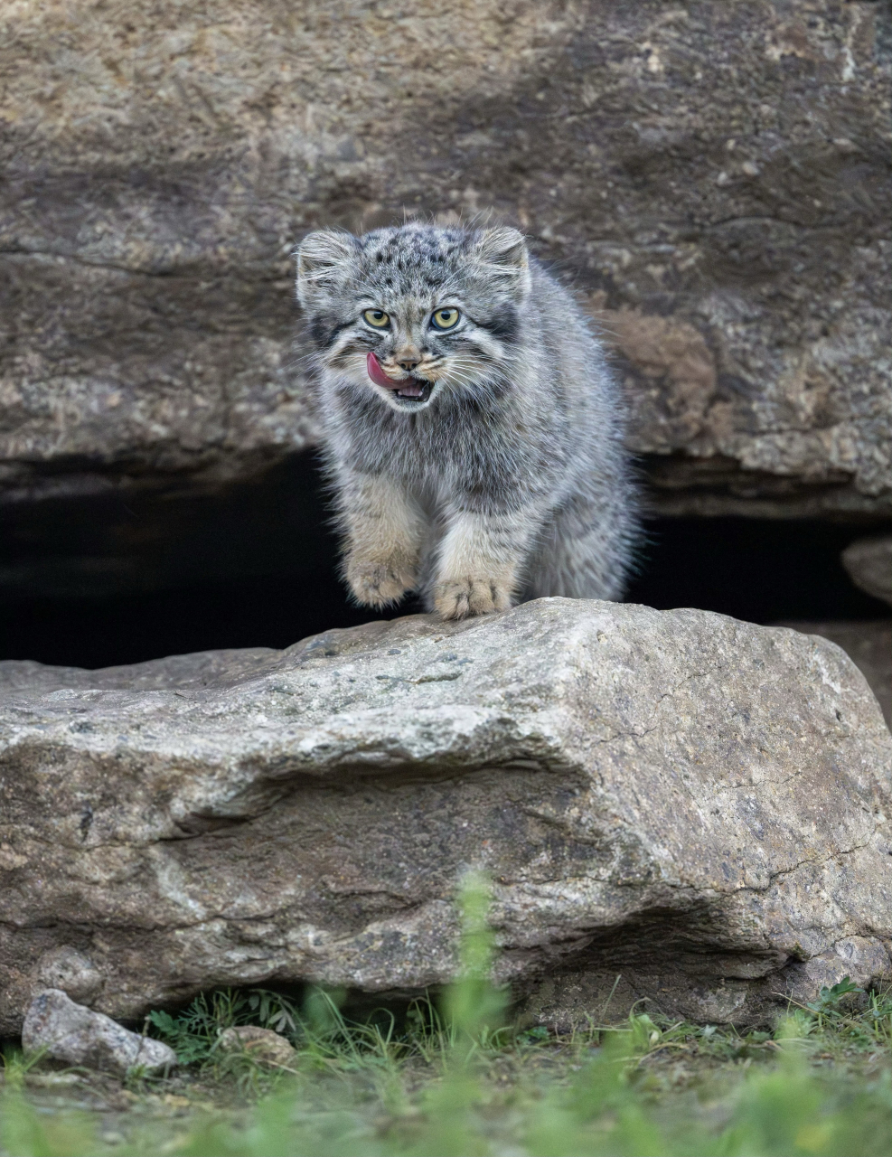 可可爱爱的兔狲