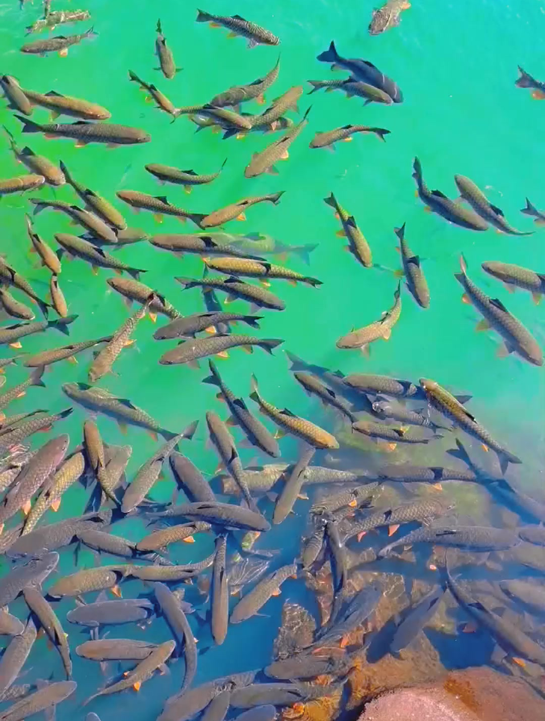 最美原生鱼,野生军鱼
