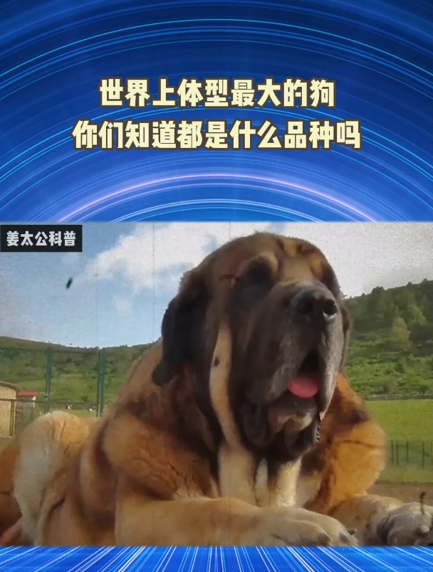 世界上体型最大的狗,你们知道都是什么品种吗