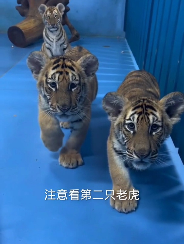 两只老虎幼崽想越狱,没想到探出头来获得一个摸头杀