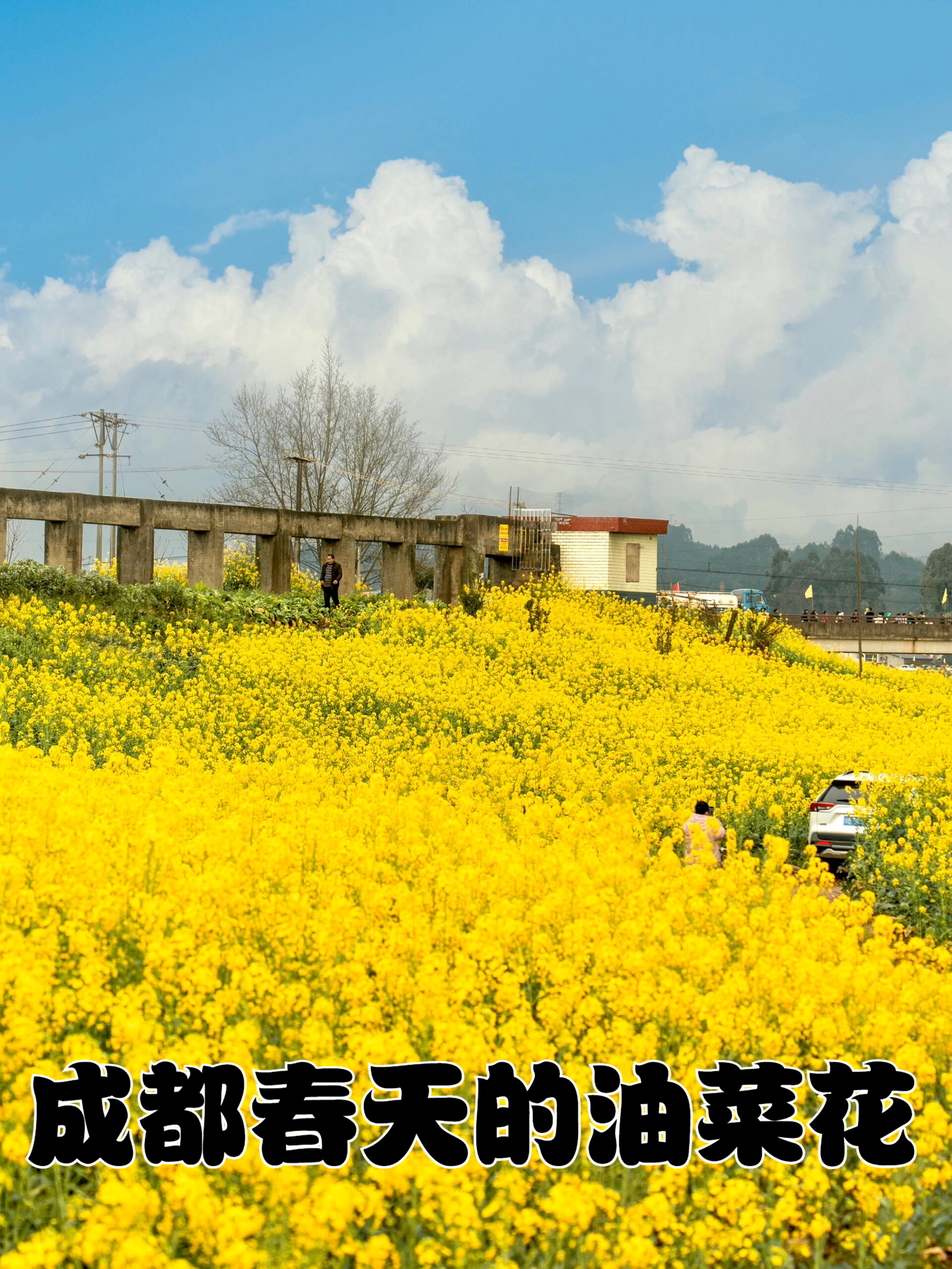 成都花都油菜花景点图片