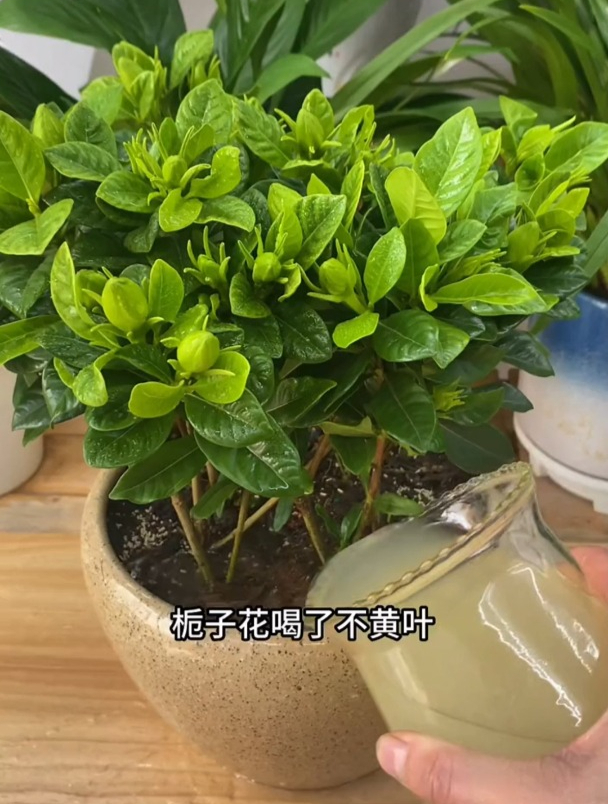 栀子花浇点橘子水,叶片油绿花满头