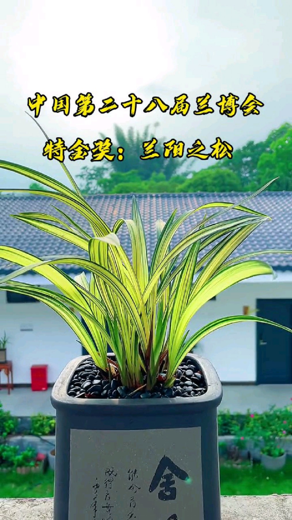 金黄色叶子的兰花兰阳之松