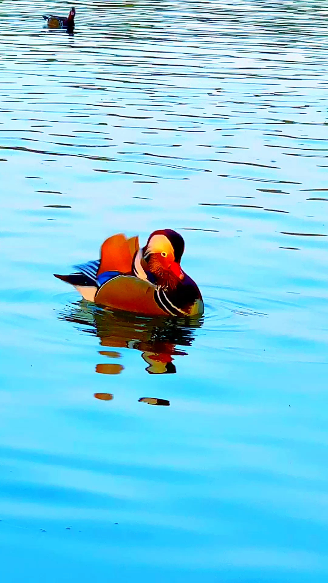 福禄鸳鸯,吉祥可爱