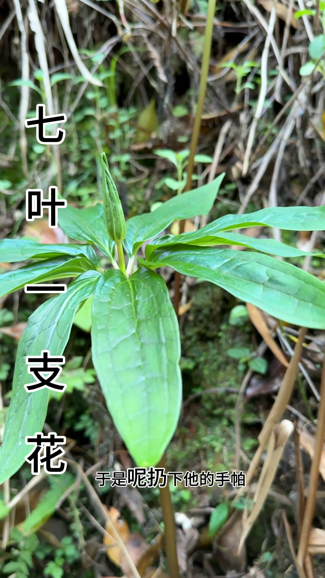 七叶一枝花又叫重楼,野生是国家二级保护植物,别采喔!