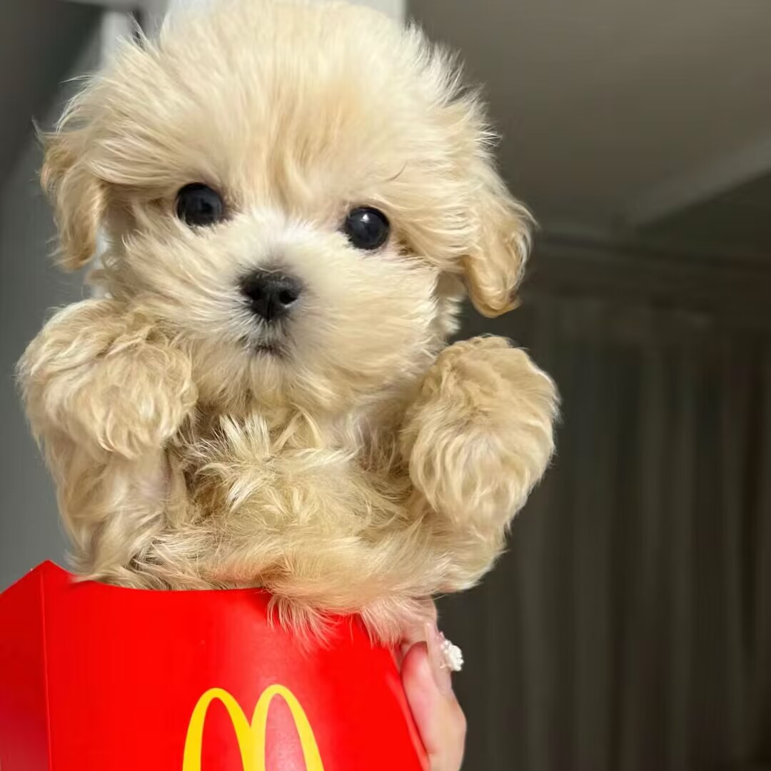 犬中布娃娃:马尔泰!