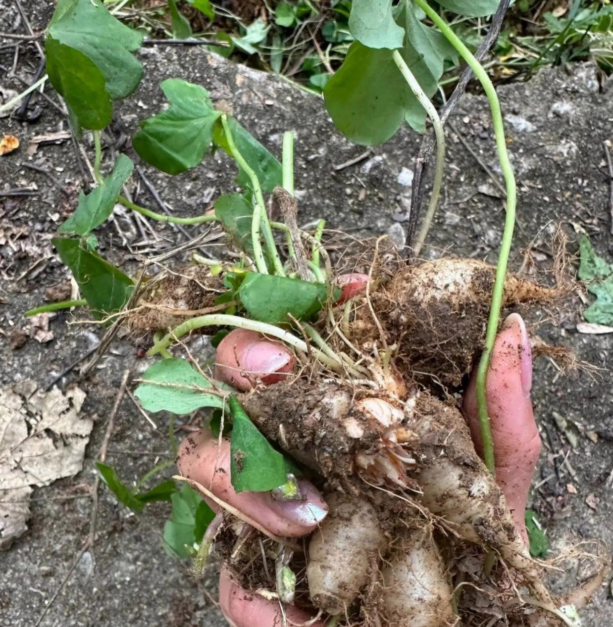 和闺蜜去山上挖野菜发现了这类似萝卜的东西是野萝卜吗?