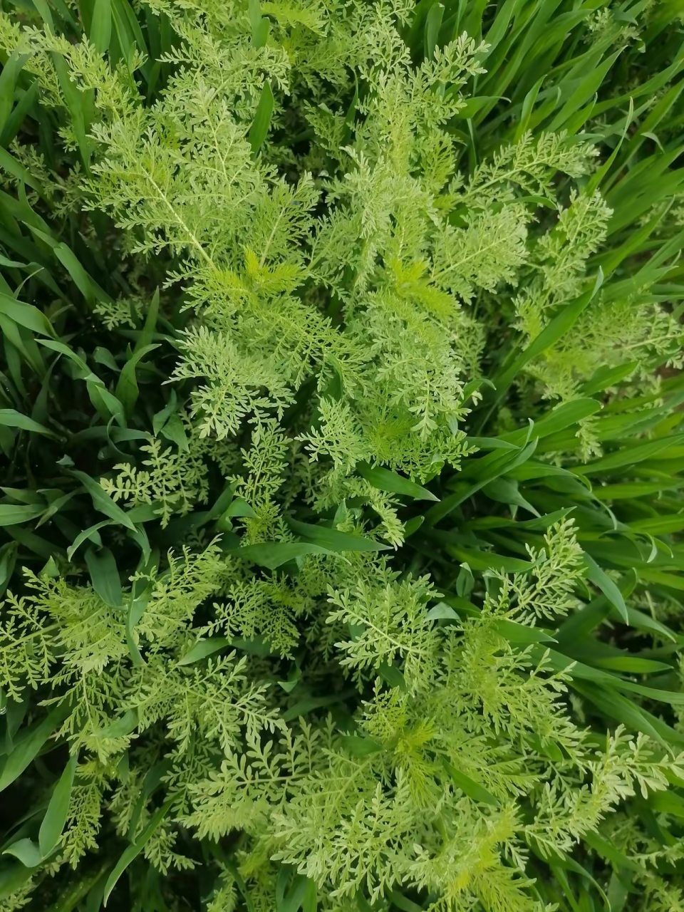 麦地里的一种植物,原以为它就是普通的野草,后听人说,它叫麦蒿,是能吃