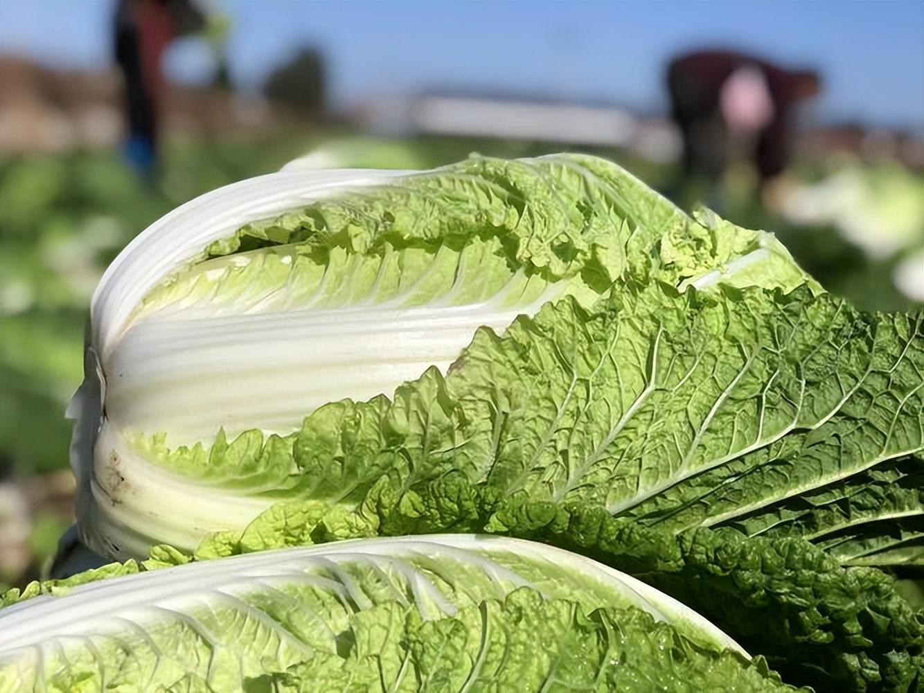 我国哪的大白菜好吃经对比这4个地方比较有名有你家乡吗