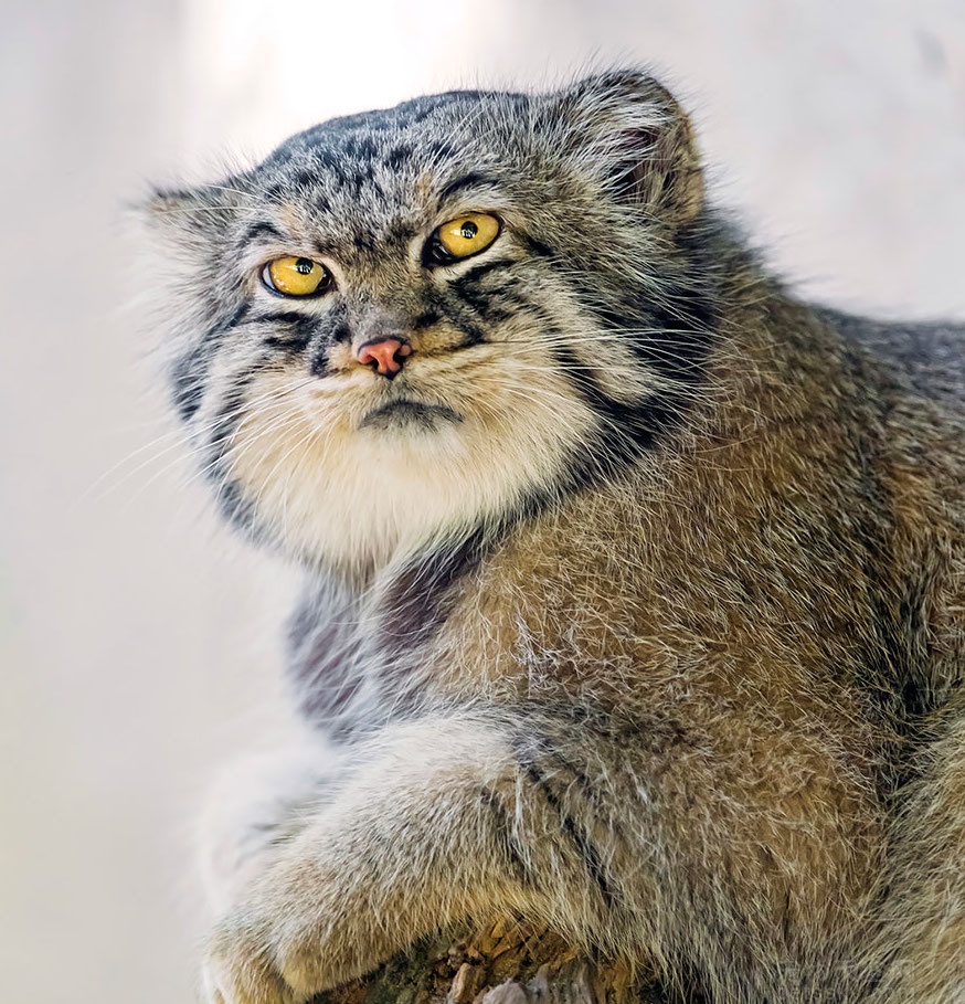 兔狲是什么科动物?被称为高原上的"土著猫",不要被它外表欺骗