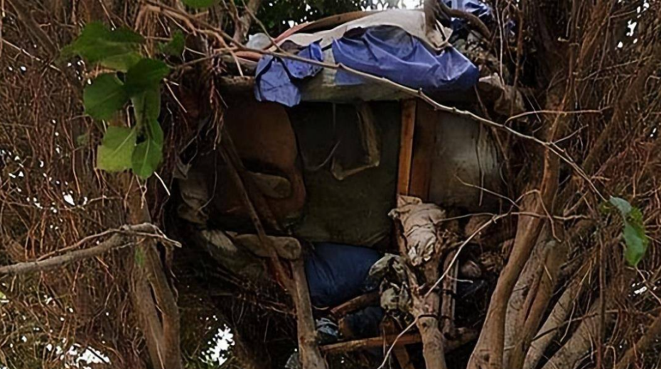 树上有个大"鸟窝"