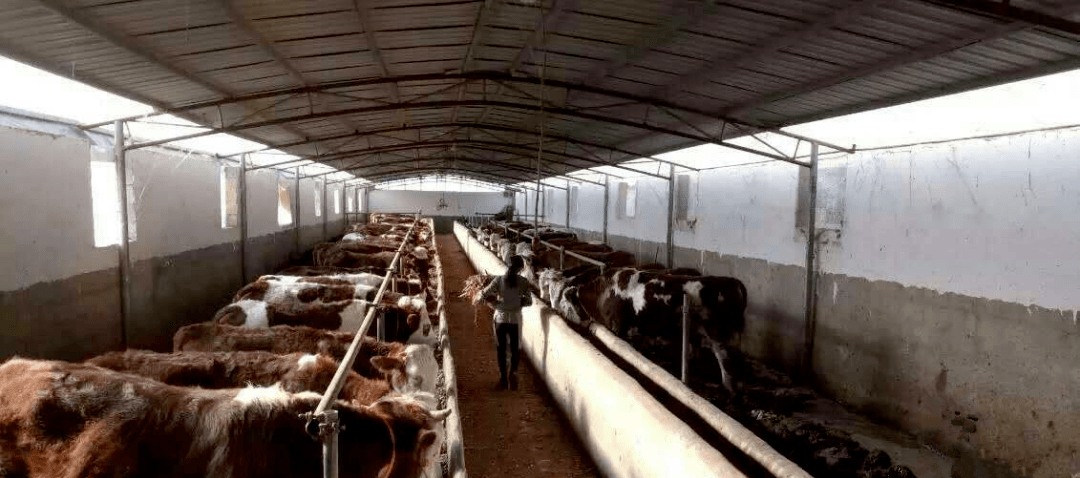 壁纸 动物 牛 圈养 养殖 1080_478