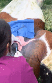 一女饲养师给公马做绝育手术的麻醉全过程（GIF）_我想网
