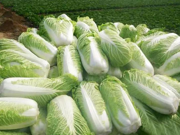 河北玉田白菜