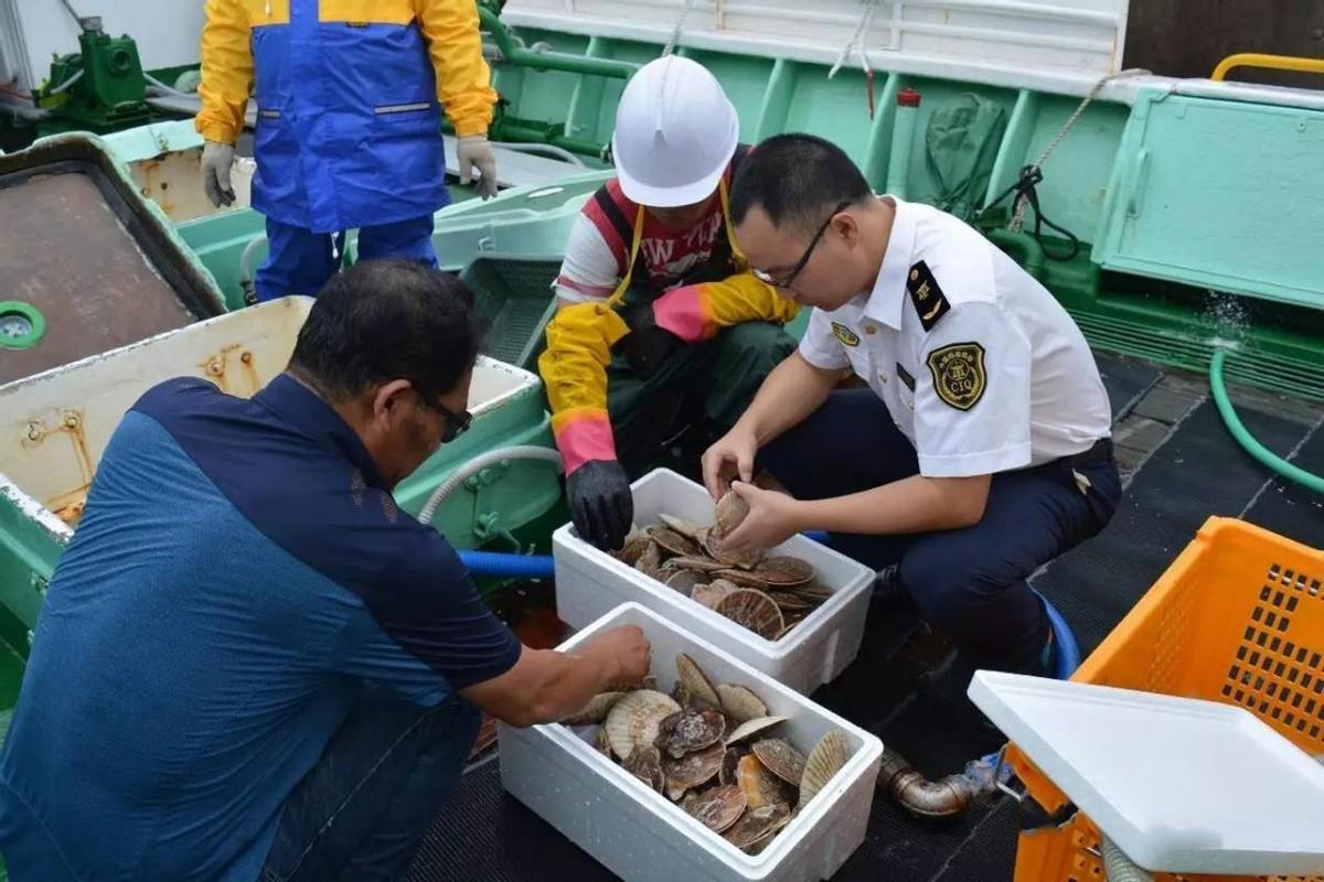 借越南的水帮中国不要的扇贝洗白日本扇贝出口东南亚能行吗