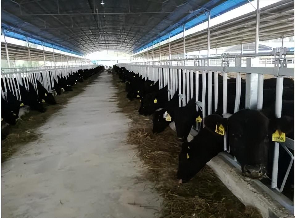 开始踏上了养牛的道路,他选择了印度水牛来养殖,这种牛食量大,可以