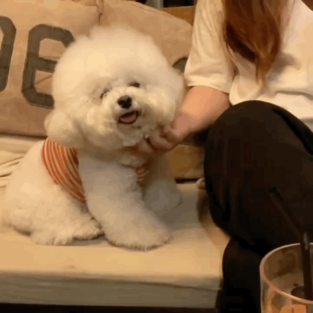 比熊过得"幸福",就会有这7个表现,藏都藏不住!