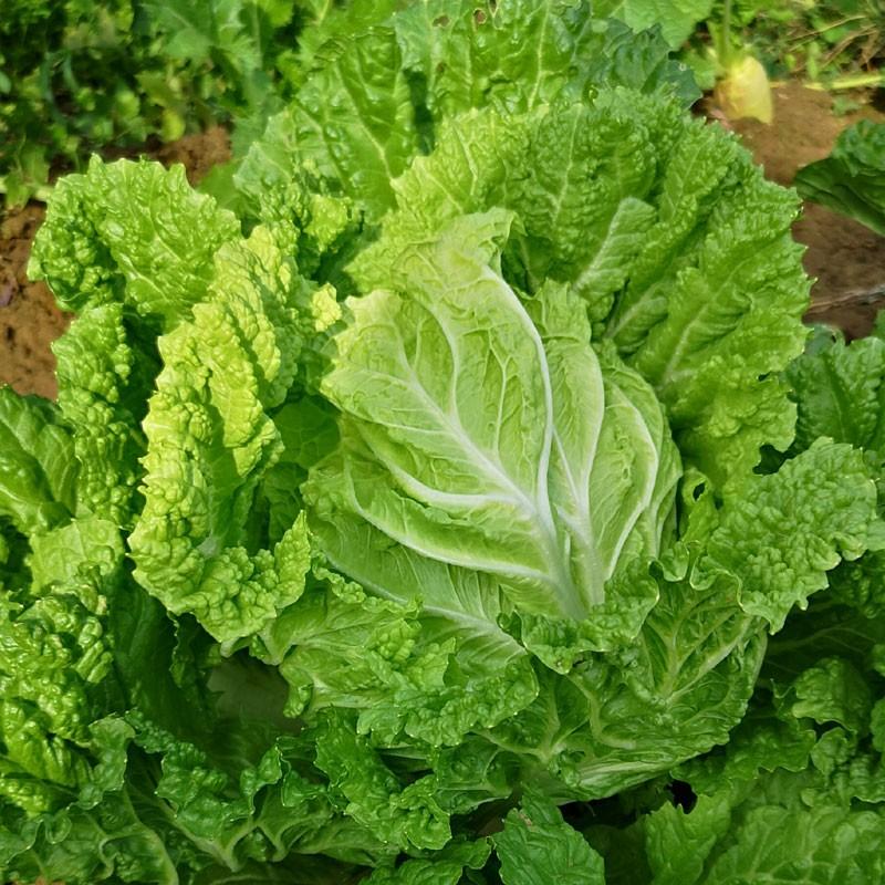 东北大白菜