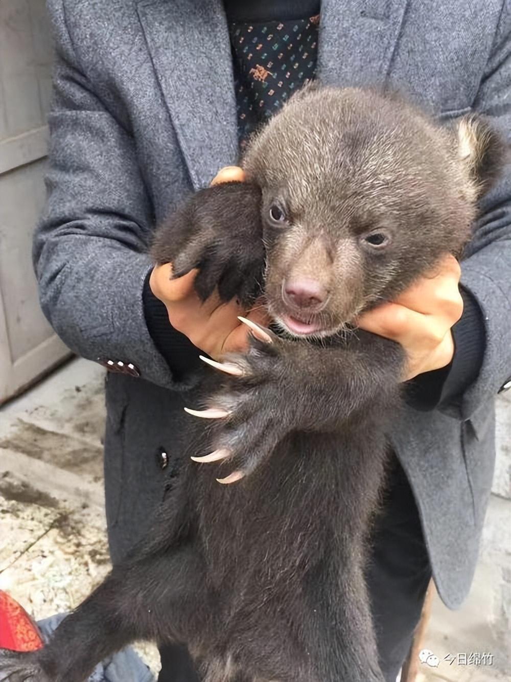 求购藏獒幼崽图片