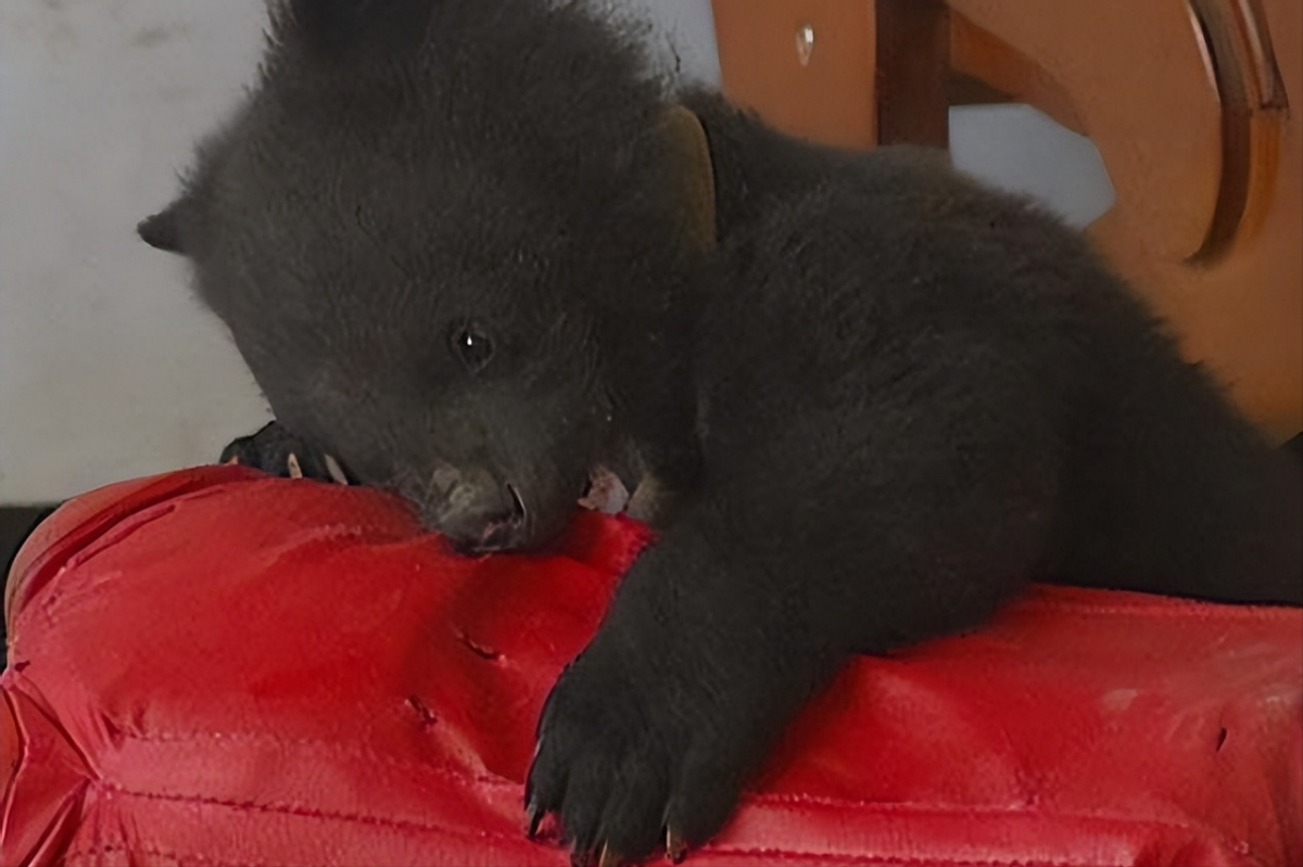 2007年男子买藏獒幼崽养越养越不对最终发现买错了