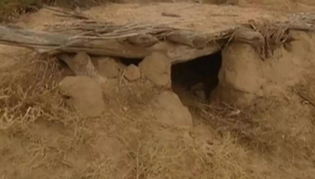 85年陕西女孩被迫嫁到沙漠几次逃离未果15年后国家为她颁奖