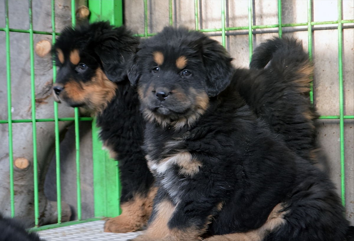 石家庄藏獒幼犬出售图片