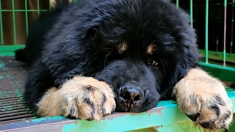 2007年男子买藏獒幼崽养越养越不对最终发现买错了