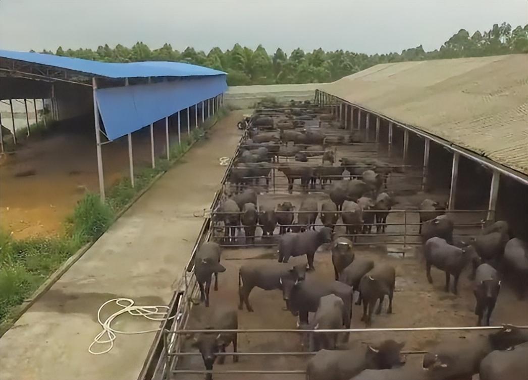 这天行经一家果园,他灵机一动,联系果园采购大批果皮回养殖场试喂牛群