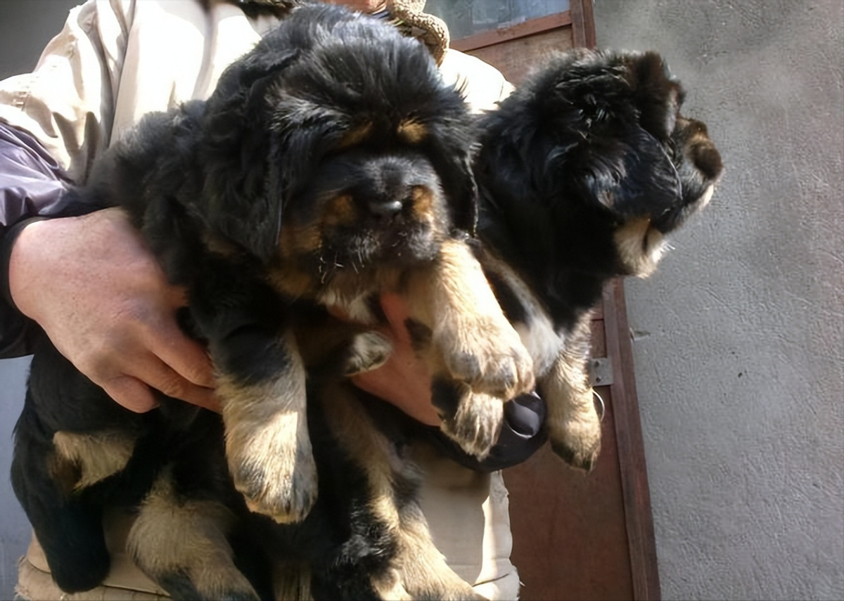 2007年男子买藏獒幼崽养越养越不对最终发现买错了