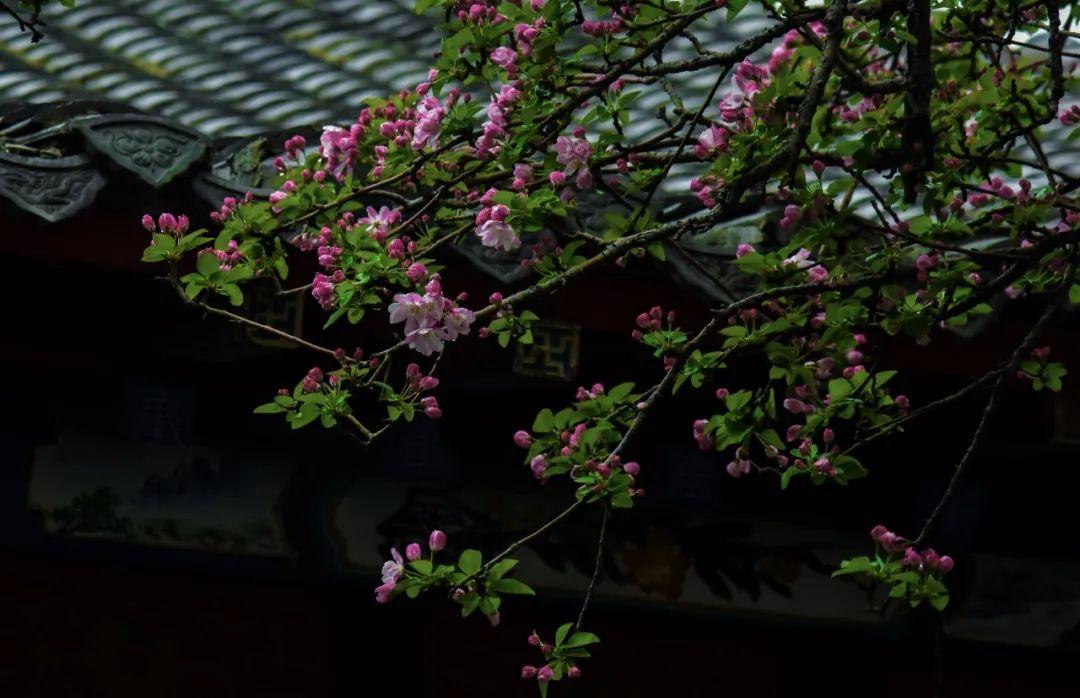 海棠最佳观赏期周末来这些地方打卡吧