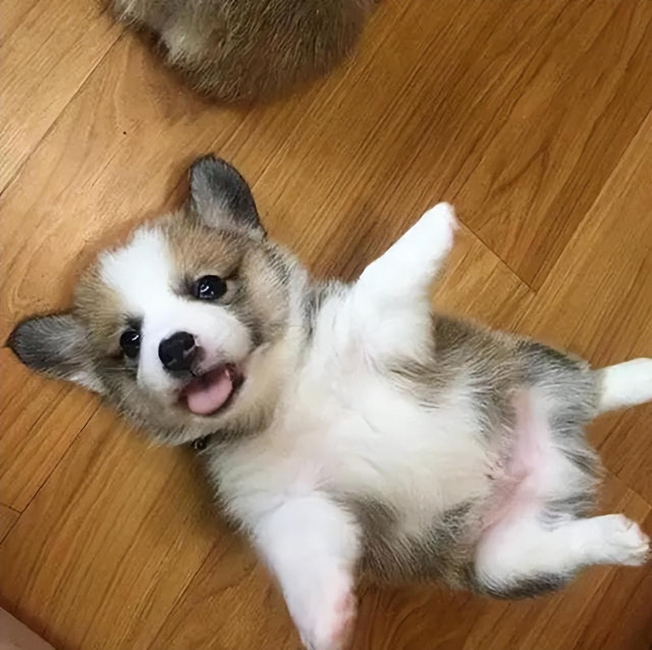 狗"四脚朝天",不只是因为撒娇,还为了消食?